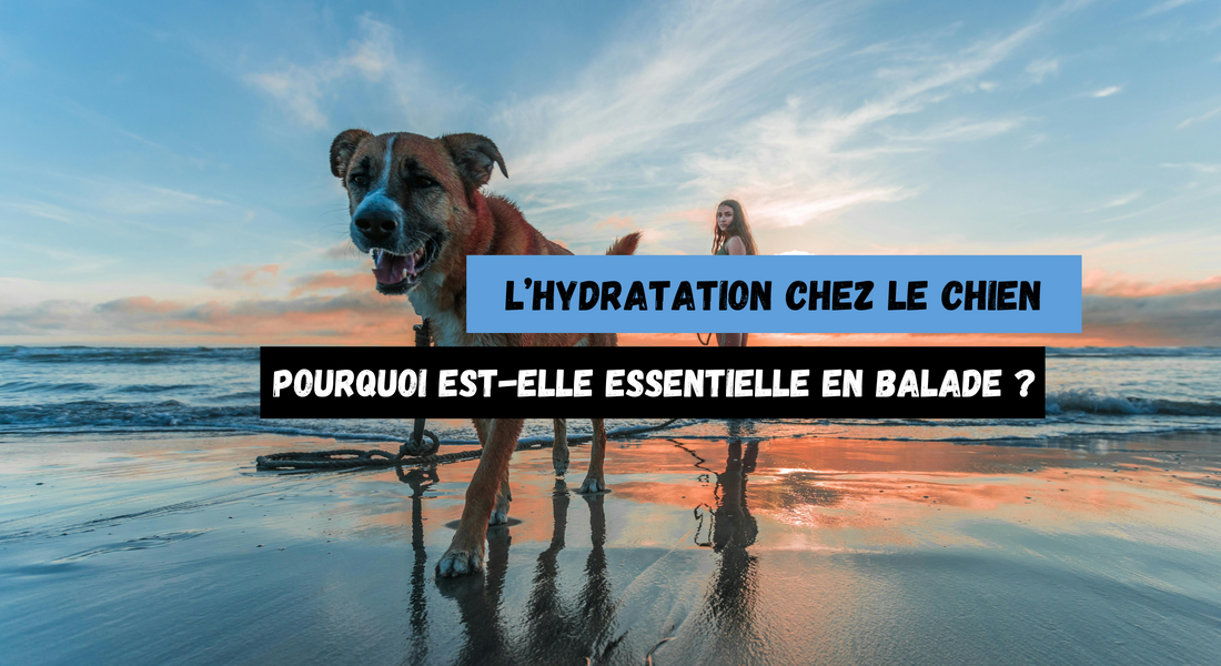 L’hydratation chez le chien : Pourquoi est-elle essentielle en balade ?