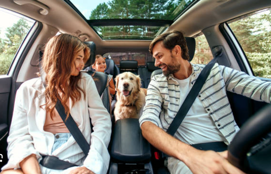 Voyager avec son chien : Les accessoires indispensables pour un trajet en toute sérénité 🚗🐶